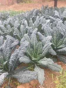 Zosh organic