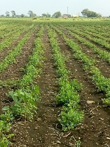 Rampar