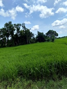 Japabhuan