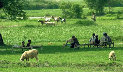 Basai Nawab