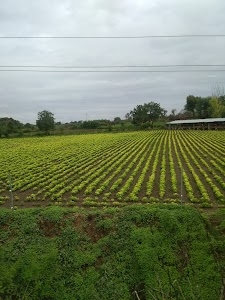 Bila