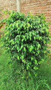 Green nature Haripur
