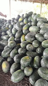 Shiv Shakti Krupa watermelon shop