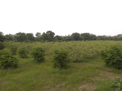 Limbadiya