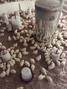 ravendra singh murga farm
