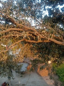 अंबेडकर पार्क सिंगही