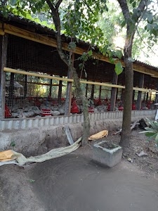 Samiran Singha Boylar Hechari