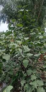 Sardar Nagar