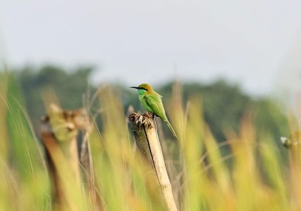 Pirganj