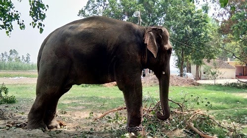 Parsia Jadu
