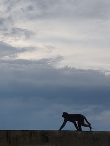 Gajraula Shiv