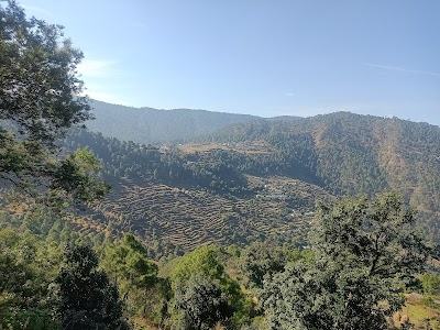 Sauni