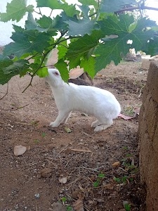 Pindari