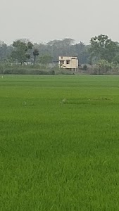Sadichak