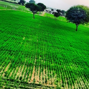 Dhoblai