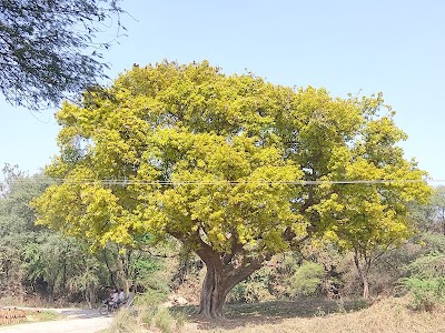 Roshan Gupta Daulatnagar