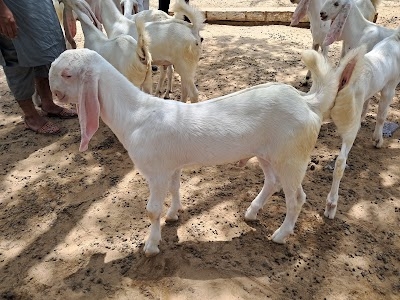 Sindhi Nagar