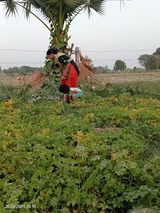 Shahbazpur