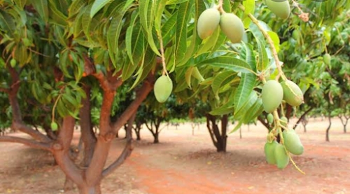 Sri Krupa Agro Tech Farm