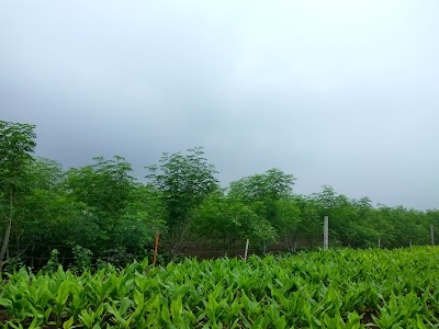 Siddhivinayak Farm Budhel