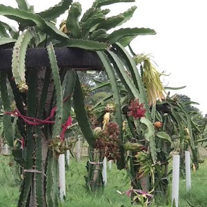 Koyla gyanpur
