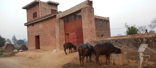 Gulshan shakya