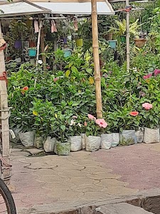 Phari Bus Stop