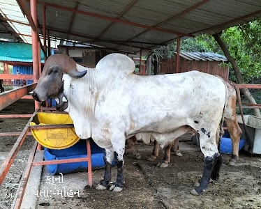 Akhadanand Ashram Punat