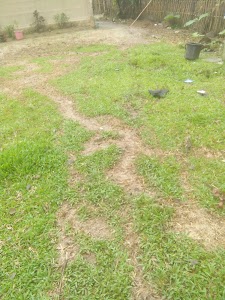 Samuguri
