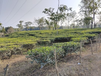 Tea Gardens