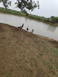 Lilawathi