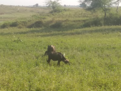 Kharoda