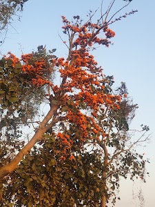 Ghodabar