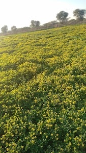 Kakniyawas
