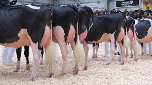 Best Sire Genetics & Breeding