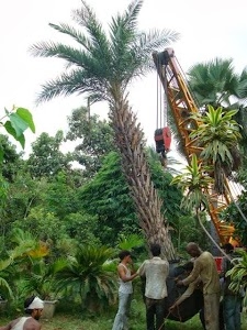 Ajay Nursery