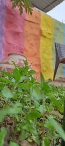 Lemongrass Cafe