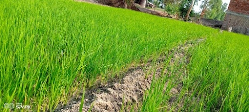 Village-Madhoganj