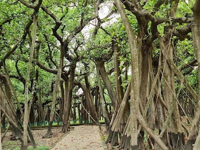 Botanical Garden Area