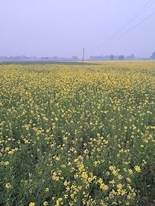 Gerua