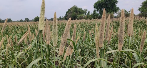 Vaijapur Rural