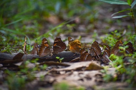 Bhandir Bon Sal jungle