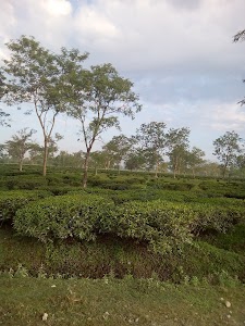 Patkapara