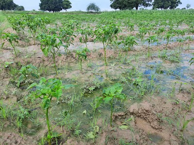 Hulaspur