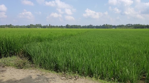 Nagabandha