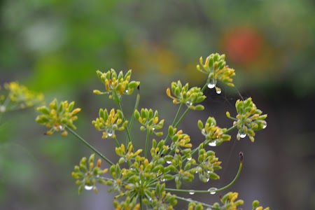 Pulimadugu