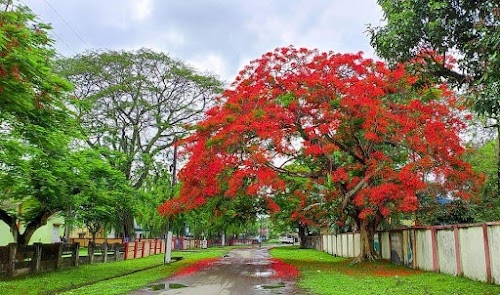Ahatguri Pam