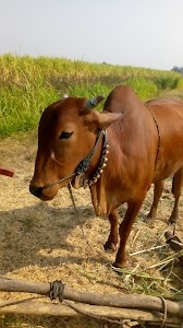 Gaudgaon