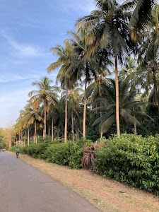 Coconut Development Board Kondagaon