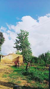 Dhaneta
